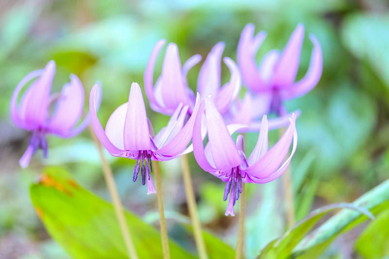 Erythronium (Dog Tooth Violets)